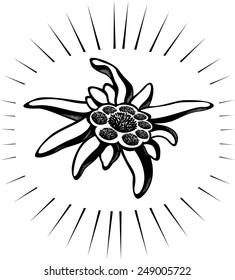 Edelweiss (leontopodium) flower, the symbol of alpinism. Vector tattoo illustration. Logo.