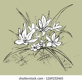Edelweiss. Line drawing on khaki background