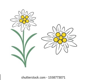 Edelweiss logo. Isolated edelweiss on white background