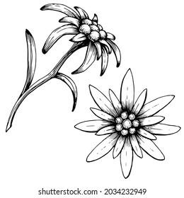 Logo de Edelweiss. Edelweiss aislados sobre un fondo blanco. Dibujo manual en blanco y negro de un símbolo de montañismo, escalada, senderismo de montaña, trekking. Técnica gráfica manuscrita