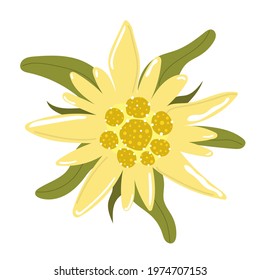 Edelweiss mountain flower. Flat illustration.