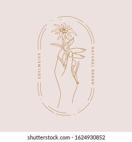 Edelweiss. Mountain flower. Symbol of love. Hand holding edelweist flower. Logo of a natural brand. Stock vector illustration.