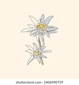 Edelweiss' Nature's Resilient Elegance in a Line