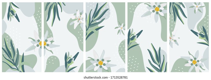 Edelweiss. Set of vector vertical isolated backgrounds  for social media stories, banner with copy space for text. Summer flower pattern. Stock vector illustration.