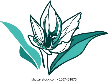 edelweiss swiss medical flower growing in mountains