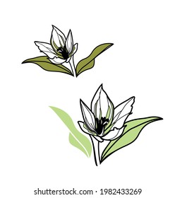 edelweiss swiss medical flower growing in mountains