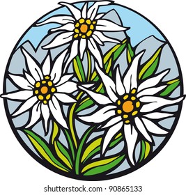 Edelweiss.  There are delicate edelweiss in the mountains.
