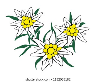 Edelweiss Three Flower