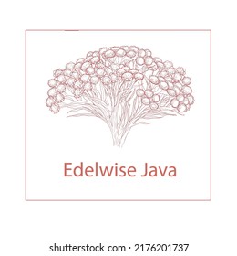 Edelwise from Java also known as Eternal Flower 