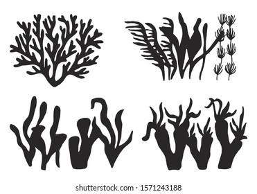 edible algae. marine food set. isolated objects