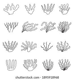 edible algae. vector set of sketches