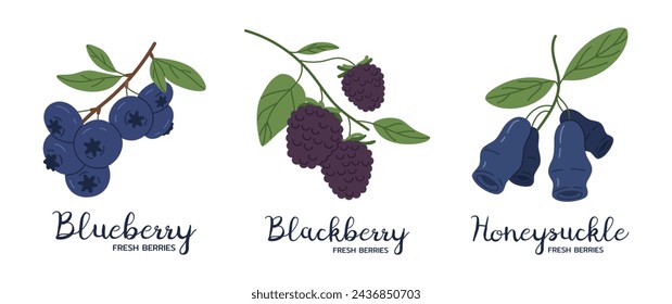 Edible berries. Blackberry, blueberry and honeysuckle, juicy fresh garden berries flat vector illustration set. Hand drawn berries with captions