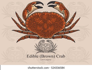 Edible (Brown) Crab, Vector illustration with refined details and optimized stroke that allows the image to be used in small sizes (in packaging design, decoration, educational graphics, etc.)