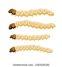 Edible Caterpillar. White Insect Larva. Source Of Animal Protein.