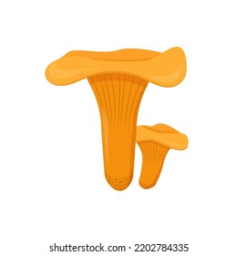Edible chanterelle mushrooms flat illustration