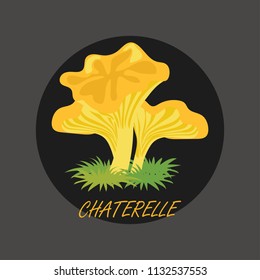 edible chaterelle mushrooms banner. vector illustration 
