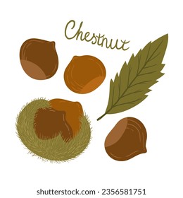 edible chestnut. autumn delicacy roasted chestnut. set of illustrations with chestnut