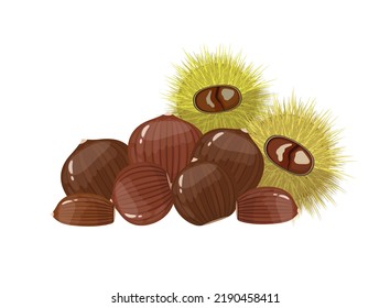 Edible chestnut peeled and in shell, vector illustration isolated on white background