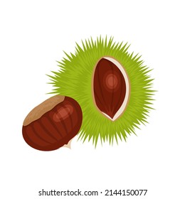 Edible chestnuts icon. Raw sweet chestnuts in green shell with spiny burrs and peeled kernel isolated. Vector cartoon flat illustration.