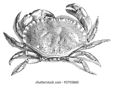 Edible crab (Cancer pagurus) / vintage illustration from Meyers Konversations-Lexikon 1897