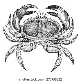 Edible crab, vintage engraved illustration. Natural History of Animals, 1880.
