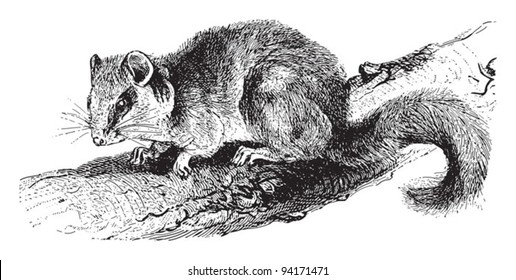 Edible dormouse (Glis glis) / vintage illustration from Meyers Konversations-Lexikon 1897