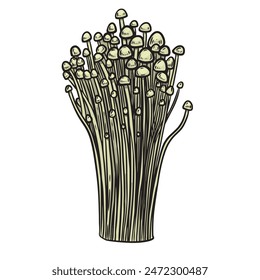 Edible enoki mushroom vector hand drawn illustration.