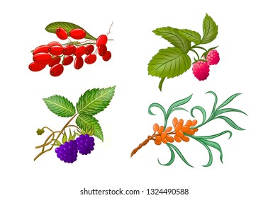 edible forest berries