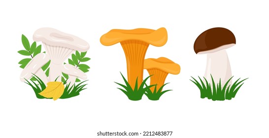 Edible forest mushrooms set of flat illustrations
