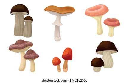 Edible Forest Mushrooms or Toadstools with Stem and Cap Isolated on White Background Vector Set