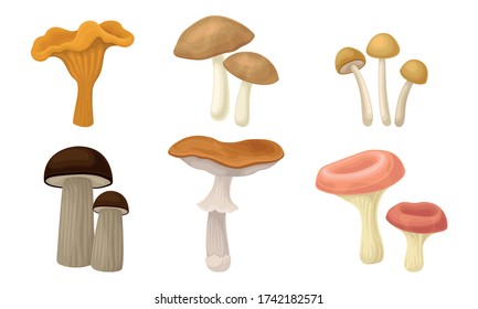 Edible Forest Mushrooms or Toadstools with Stem and Cap Isolated on White Background Vector Set