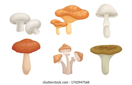 Edible Forest Mushrooms or Toadstools with Stem and Cap Isolated on White Background Vector Set