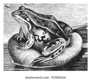 Edible Frog (Rana esculenta) / vintage illustration from Meyers Konversations-Lexikon 1897