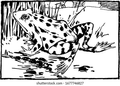 The edible frog, is used for food, for the delicacy frog legs, has a stout body, protruding eyes, cleft tongue and limbs folded underneath, vintage line drawing or engraving illustration.