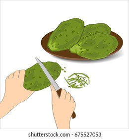Edible green cactus leaves or nopales on white background. Hand drawn vector illustration about preparing cacti food. Prickly Pear cactus paddles in human hand with a knife
