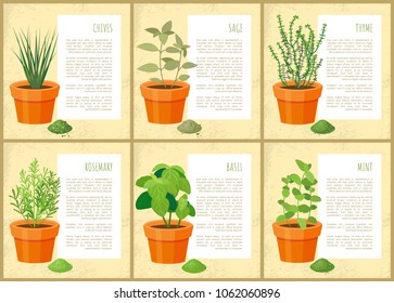 Edible indoor plants used as seasoning for salads. Potten green condiments for dishes with description. Useful house decor vector illustrations set.