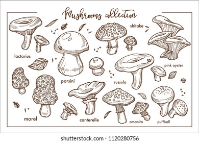 Edible and inedible ripe forest mashrooms monochrome collection