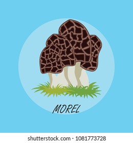edible morel mushrooms banner. vector illustration 
