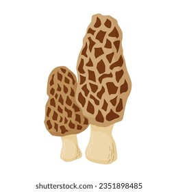 Ilustración vectorial de hongos de Morel comestible. Morchella esculenta 