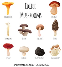 Edible mushroom 10 items set. Vector Illustration