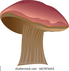 An edible mushroom with a brown cap and a gray stem. Color image of food. Vector illustration isolated on white background.