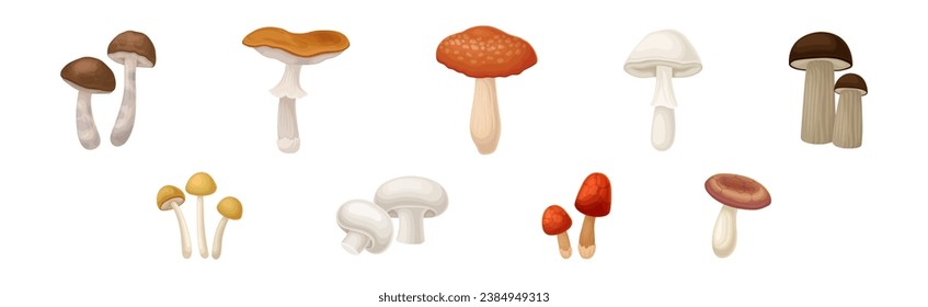 Edible Mushroom with Cap and Stem as Forest Plant Vector Set