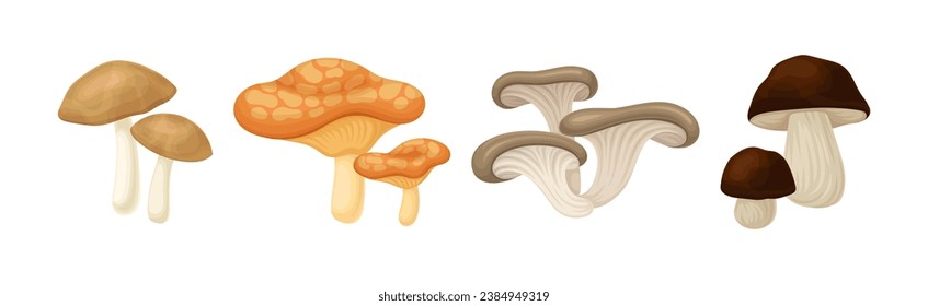 Edible Mushroom with Cap and Stem as Forest Plant Vector Set