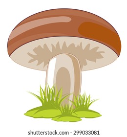 Edible mushroom in herb on white background is insulated