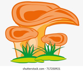 Edible mushroom in herb on white background is insulated