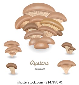 Edible mushroom oysters