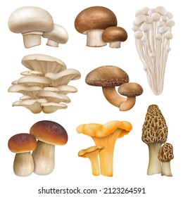 Edible mushroom realistic plants, enoki, oyster mushrooms. Golden chanterelle, morel and cremini natural mushroom plants vector illustration set. Realistic mushrooms, organic healthy ingredients