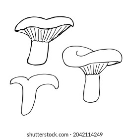 
Edible mushroom Ryzhik. Isolated object on white background
