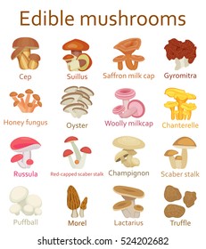 Edible mushroom set. Flat icons. Vector illustration.