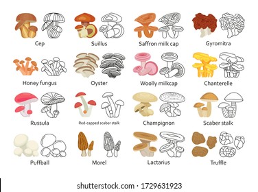 Edible mushroom set. Flat and line icons